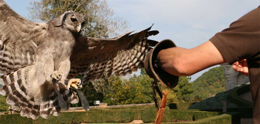 Spectacle de rapaces - Château des Milandes - Dordogne