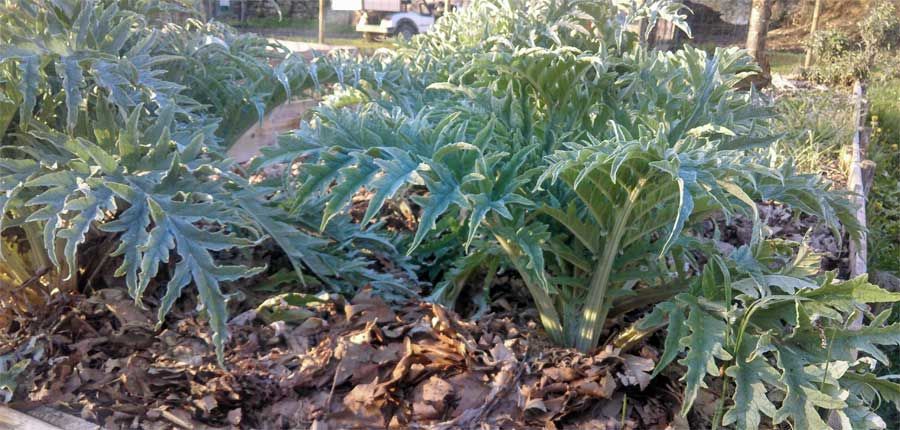 Permaculture au camping Le Moulin de David