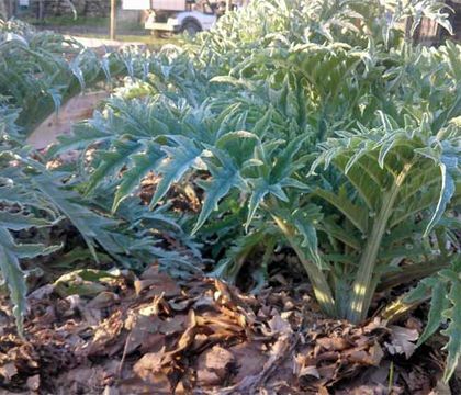 Permaculture au camping Le Moulin de David